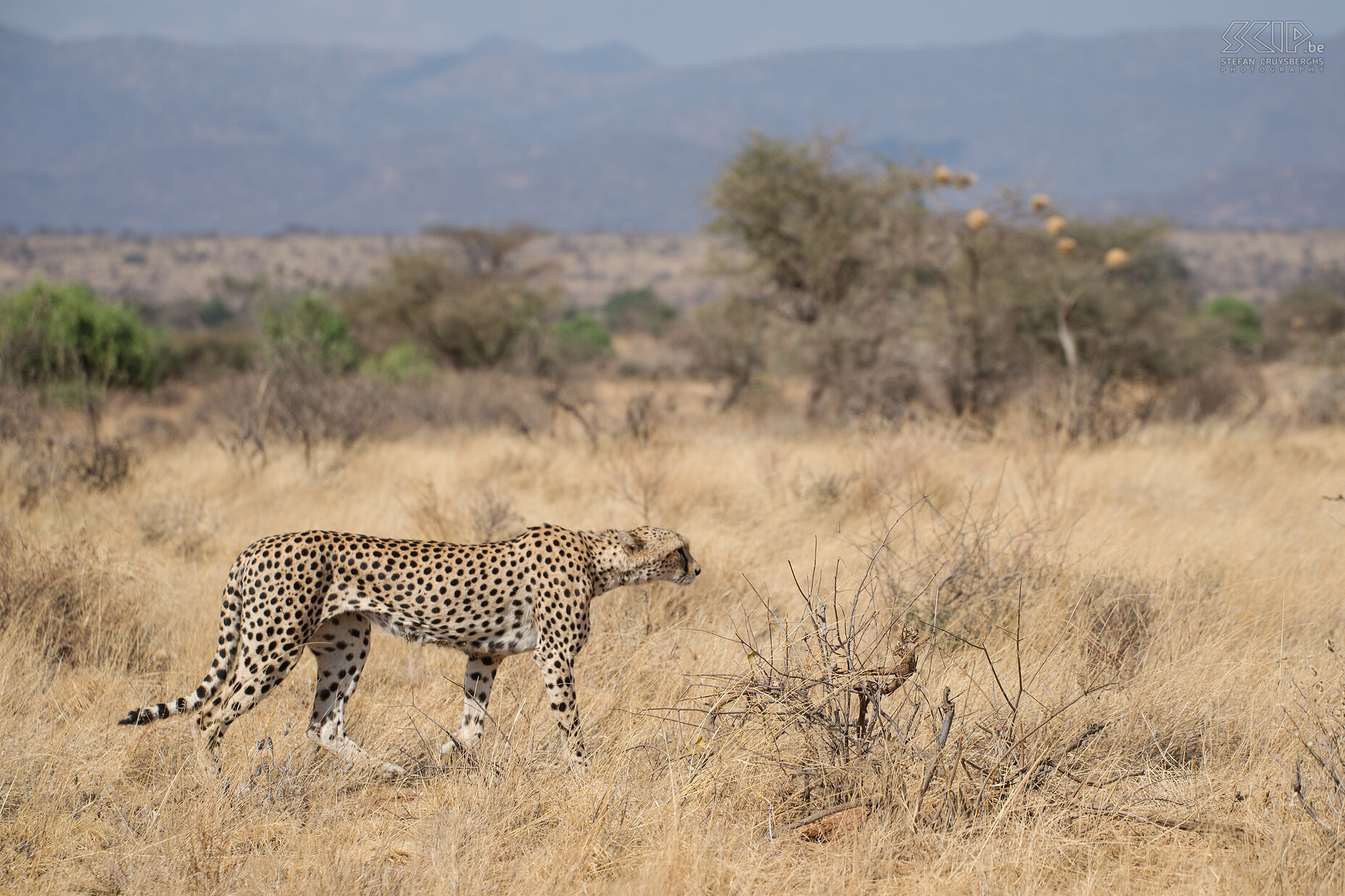 Samburu - Cheetah We encounter another cheetah (Acinonyx jubatus). Cheetahs hunt for food during the day and they attack quickly with speed, instead of stalking their prey like lions do. The cheetah is the fastest land animal. It can reach 110 to 120km/h in short bursts covering distances up to 500m. Stefan Cruysberghs